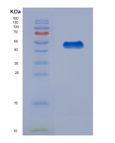 SDS-PAGE analysis of Human HSPBP1 (Hsp70-Binding Protein 1) - Recombinant Protein, showing >90% purity under 15% SDS-PAGE (Reduced)