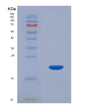 SDS-PAGE analysis of Human CALML5 (Calmodulin-Like Protein 5) - Recombinant Protein, showing >90% purity under 15% SDS-PAGE (Reduced)