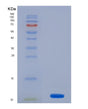SDS-PAGE analysis of Human MSRB1 (Methionine-R-Sulfoxide Reductase B1) - Recombinant Protein, showing >85% purity under 15% SDS-PAGE (Reduced)