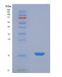 SDS-PAGE analysis of Human VAPA (Vesicle-Associated Membrane Protein-Associated Protein A) - Recombinant Protein, showing >85% purity under 15% SDS-PAGE (Reduced)