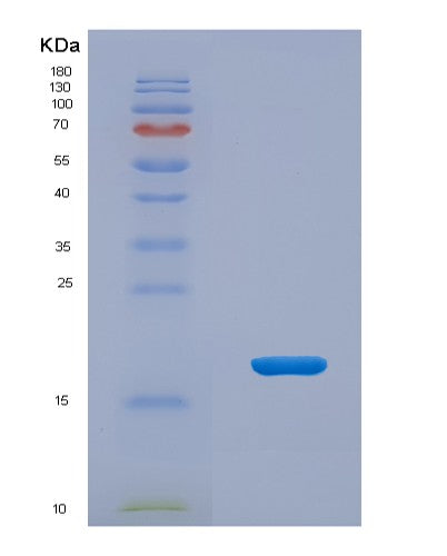 SDS-PAGE analysis of Human POLR1H (Dna-Directed Rna Polymerase I Subunit Rpa12) - Recombinant Protein, showing >90% purity under 15% SDS-PAGE (Reduced)
