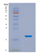 SDS-PAGE analysis of Human POLR1H (Dna-Directed Rna Polymerase I Subunit Rpa12) - Recombinant Protein, showing >90% purity under 15% SDS-PAGE (Reduced)