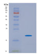 SDS-PAGE analysis of Mouse Pin1 (Peptidyl-Prolyl Cis-Trans Isomerase Nima-Interacting 1) - Recombinant Protein, showing >85% purity under 15% SDS-PAGE (Reduced)