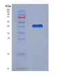 SDS-PAGE analysis of Human C3 (Complement C3) - Recombinant Protein, showing >90% purity under 15% SDS-PAGE (Reduced)