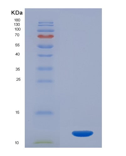 SDS-PAGE analysis of Human CLCF1 (Cardiotrophin-Like Cytokine Factor 1) - Recombinant Protein, showing >90% purity under 15% SDS-PAGE (Reduced)
