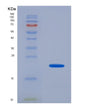 SDS-PAGE analysis of Human UXT (Protein Uxt) - Recombinant Protein, showing >85% purity under 15% SDS-PAGE (Reduced)