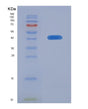 SDS-PAGE analysis of Human CGA (Glycoprotein Hormones Alpha Chain) - Recombinant Protein, showing >90% purity under 15% SDS-PAGE (Reduced)
