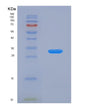SDS-PAGE analysis of Human PCDHB6 (Protocadherin Beta-6) - Recombinant Protein, showing >90% purity under 15% SDS-PAGE (Reduced)