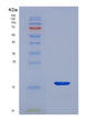 SDS-PAGE analysis of Human LAMTOR3 (Ragulator Complex Protein Lamtor3) - Recombinant Protein, showing >95% purity under 15% SDS-PAGE (Reduced)