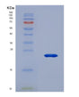 SDS-PAGE analysis of Human IL36A (Interleukin-36 Alpha) - Recombinant Protein, showing >90% purity under 15% SDS-PAGE (Reduced)