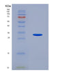 SDS-PAGE analysis of Human KLK13 (Kallikrein-13) - Recombinant Protein, showing >95% purity under 15% SDS-PAGE (Reduced)