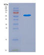 SDS-PAGE analysis of Human CTSG (Cathepsin G) - Recombinant Protein, showing >90% purity under 15% SDS-PAGE (Reduced)