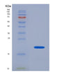 SDS-PAGE analysis of Human NUDC (Nuclear Migration Protein Nudc) - Recombinant Protein, showing >95% purity under 15% SDS-PAGE (Reduced)