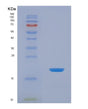 SDS-PAGE analysis of Human GPC1 (Glypican-1) - Recombinant Protein, showing >90% purity under 15% SDS-PAGE (Reduced)