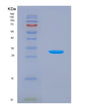 SDS-PAGE analysis of Human KLK5 (Kallikrein-5) - Recombinant Protein, showing >90% purity under 15% SDS-PAGE (Reduced)
