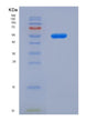 SDS-PAGE analysis of Human PRKAB1 (5'-Amp-Activated Protein Kinase Subunit Beta-1) - Recombinant Protein, showing >90% purity under 15% SDS-PAGE (Reduced)