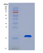 SDS-PAGE analysis of Human CCL27 (C-C Motif Chemokine 27) - Recombinant Protein, showing >85% purity under 15% SDS-PAGE (Reduced)