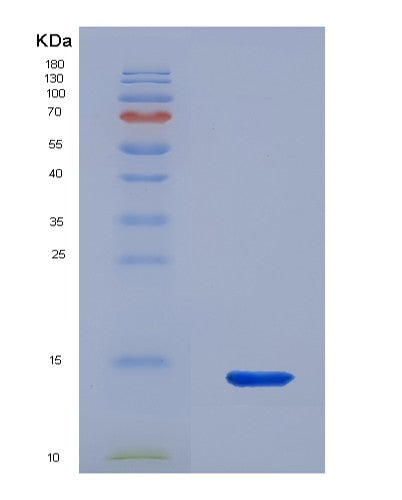 SDS-PAGE analysis of Human NEUROG3 (Neurogenin-3) - Recombinant Protein, showing >95% purity under 15% SDS-PAGE (Reduced)