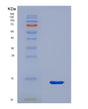 SDS-PAGE analysis of Human NEUROG3 (Neurogenin-3) - Recombinant Protein, showing >95% purity under 15% SDS-PAGE (Reduced)