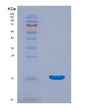 SDS-PAGE analysis of Human HCFC2 (Host Cell Factor 2) - Recombinant Protein, showing >95% purity under 15% SDS-PAGE (Reduced)