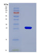 SDS-PAGE analysis of Human F11R (Junctional Adhesion Molecule A) - Recombinant Protein, showing >90% purity under 15% SDS-PAGE (Reduced)