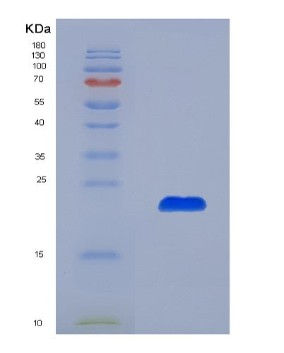 SDS-PAGE analysis of Human CLIC4 (Chloride Intracellular Channel Protein 4) - Recombinant Protein, showing >85% purity under 15% SDS-PAGE (Reduced)