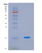 SDS-PAGE analysis of Human FABP4 (Fatty Acid-Binding Protein, Adipocyte) - Recombinant Protein, showing >90% purity under 15% SDS-PAGE (Reduced)