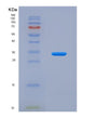 SDS-PAGE analysis of Human ITIH2 (Inter-Alpha-Trypsin Inhibitor Heavy Chain H2) - Recombinant Protein, showing >90% purity under 15% SDS-PAGE (Reduced)