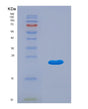 SDS-PAGE analysis of Human IFNA5 (Interferon Alpha-5) - Recombinant Protein, showing >90% purity under 15% SDS-PAGE (Reduced)