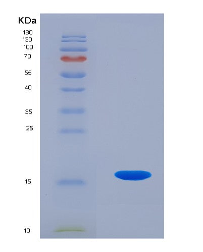 SDS-PAGE analysis of Human PTN (Pleiotrophin) - Recombinant Protein, showing >90% purity under 15% SDS-PAGE (Reduced)