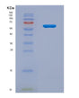SDS-PAGE analysis of Human HJV (Hemojuvelin) - Recombinant Protein, showing >90% purity under 15% SDS-PAGE (Reduced)