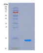 SDS-PAGE analysis of Human CCL3 (C-C Motif Chemokine 3) - Recombinant Protein, showing >90% purity under 15% SDS-PAGE (Reduced)