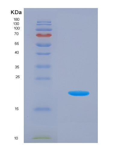 SDS-PAGE analysis of Mouse Ifna1 (Interferon Alpha-1) - Recombinant Protein, showing >90% purity under 15% SDS-PAGE (Reduced)