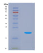 SDS-PAGE analysis of Mouse Ifna1 (Interferon Alpha-1) - Recombinant Protein, showing >90% purity under 15% SDS-PAGE (Reduced)