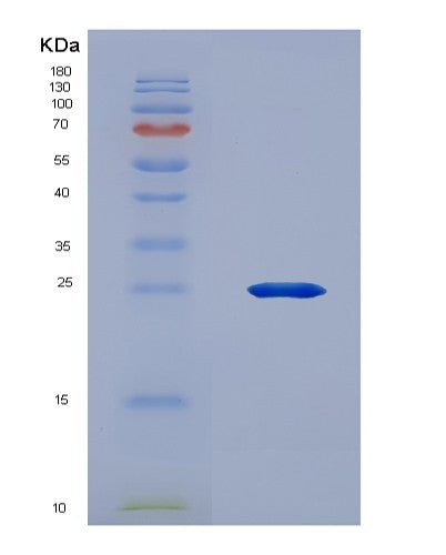 SDS-PAGE analysis of Mouse Il2 (Interleukin-2) - Recombinant Protein, showing >90% purity under 15% SDS-PAGE (Reduced)