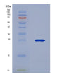 SDS-PAGE analysis of Mouse Il2 (Interleukin-2) - Recombinant Protein, showing >90% purity under 15% SDS-PAGE (Reduced)