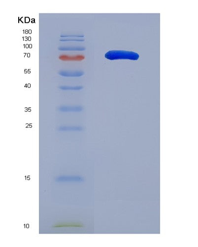 SDS-PAGE analysis of Human MMP2 (72 Kda Type Iv Collagenase) - Recombinant Protein, showing >90% purity under 15% SDS-PAGE (Reduced)