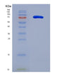 SDS-PAGE analysis of Human MMP2 (72 Kda Type Iv Collagenase) - Recombinant Protein, showing >90% purity under 15% SDS-PAGE (Reduced)