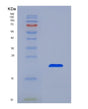 SDS-PAGE analysis of Human SHBG (Sex Hormone-Binding Globulin) - Recombinant Protein, showing >90% purity under 15% SDS-PAGE (Reduced)