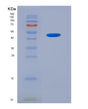 SDS-PAGE analysis of Human SHBG (Sex Hormone-Binding Globulin) - Recombinant Protein, showing >90% purity under 15% SDS-PAGE (Reduced)
