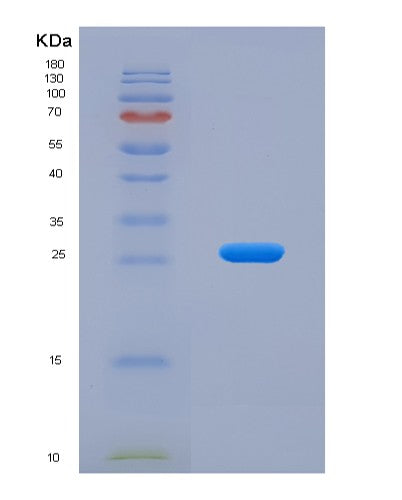 SDS-PAGE analysis of Mouse Il27 (Interleukin-27 Subunit Alpha) - Recombinant Protein, showing >90% purity under 15% SDS-PAGE (Reduced)