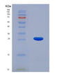 SDS-PAGE analysis of Human FNDC5 (Fibronectin Type Iii Domain-Containing Protein 5) - Recombinant Protein, showing >90% purity under 15% SDS-PAGE (Reduced)