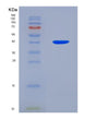 SDS-PAGE analysis of Human PLTP (Phospholipid Transfer Protein) - Recombinant Protein, showing >90% purity under 15% SDS-PAGE (Reduced)