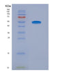 SDS-PAGE analysis of Human NR1H4 (Bile Acid Receptor) - Recombinant Protein, showing >90% purity under 15% SDS-PAGE (Reduced)
