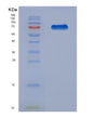 SDS-PAGE analysis of Human HRG (Histidine-Rich Glycoprotein) - Recombinant Protein, showing >90% purity under 15% SDS-PAGE (Reduced)