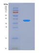 SDS-PAGE analysis of Human ADIPOQ (Adiponectin) - Recombinant Protein, showing >90% purity under 15% SDS-PAGE (Reduced)