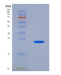 SDS-PAGE analysis of Human IFNL2 (Interferon Lambda-2) - Recombinant Protein, showing >90% purity under 15% SDS-PAGE (Reduced)
