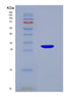 SDS-PAGE analysis of Human IGFBP1 (Insulin-Like Growth Factor-Binding Protein 1) - Recombinant Protein, showing >90% purity under 15% SDS-PAGE (Reduced)