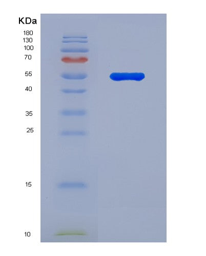 SDS-PAGE analysis of Human SPP1 (Osteopontin) - Recombinant Protein, showing >90% purity under 15% SDS-PAGE (Reduced)