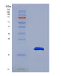SDS-PAGE analysis of Human TIGIT (T-Cell Immunoreceptor With Ig And Itim Domains) - Recombinant Protein, showing >90% purity under 15% SDS-PAGE (Reduced)